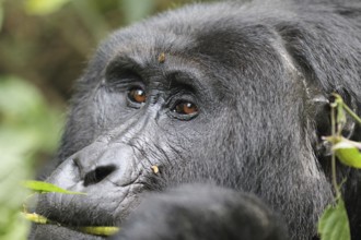 Mountain gorilla (Gorilla beringei beringei)