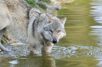 European gray wolf (Canis lupus)
