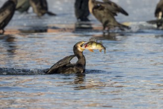 Cormorant with preyed river perch (Phalacrocorax carbo)