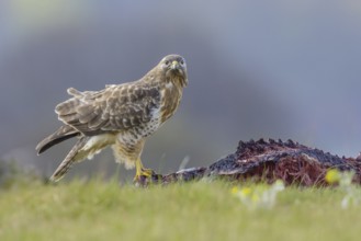 Common buzzard (Buteo buteo)