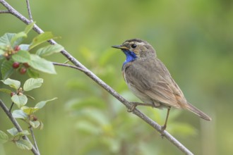 Bluethroat (Luscinia svecica)