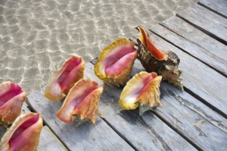 Caribbean seashells on a wooden pier over clear sea in Mexico
