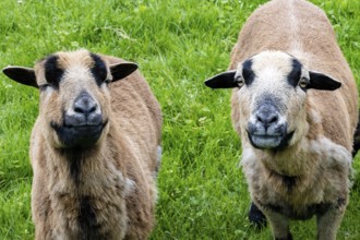 Sheep on dike eats grass