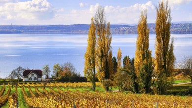 Hiking trail in autumn with a view of Lake Constance, poplars and an old house