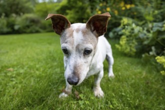 Jack Russell Terrier Dog in Green Garden