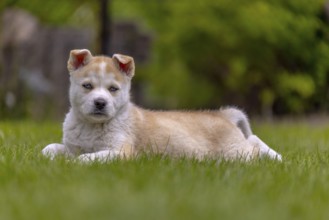 A mix of Akita and husky also call Huskita puppy resting on grass