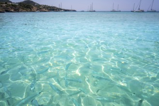 Ibiza Cala Tarida beach in Sant Josep of Balearic Islands