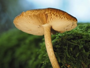 Mushroom Häubling (Galerina), blurred background, North Rhine-Westphalia, Germany, Europe