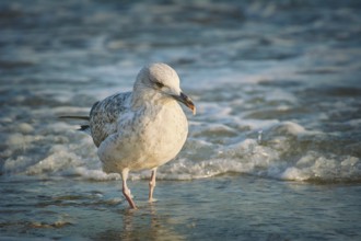 Seagull on the Shore of Black Sea Varna, Bulgaria, Europe