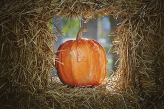 Pumpkins in a Hay Window Varna, Bulgaria, Europe