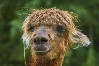 Portrait of Alpaca (Vicugna Pacos) against Green Background Bolsternang, Germany, Europe