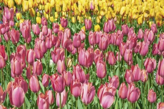 Flower Bed of Pink Tulips against Yellow ones Keukenhof, Netherlands