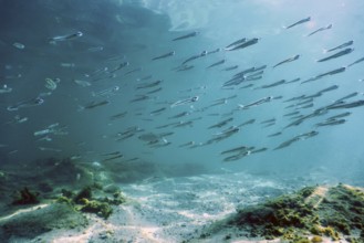 Underwater Scene Sunlight, fish Underwater Life