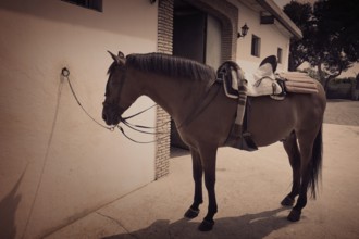 Brown horse bound to white wall with leather saddle