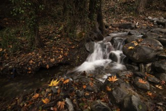 River flowing with maple leaves on the rocks on the riverside in Autumn