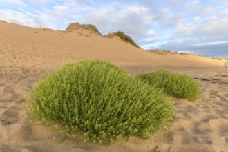 Dunes vith vegetation and grass at the Atlantic coast in France