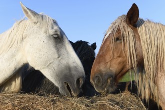 Draft Horse portrait in a pasture in the french country