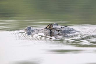 Spectacled caiman (Caiman crocodilus yacara), Crocodile (Alligatoridae), crocodile (Crocodylia),