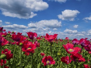 Austria, Lower Austria, near Armschlag. A field of red poppies in bloom pleases the eye, Europe
