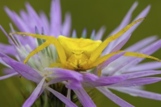 Goldenrod crab spider, Misumena vatia, yellow, sitting on flower