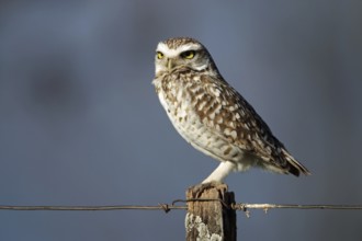 Burrowing Owl, Athene cunicularia, Argentina, South America