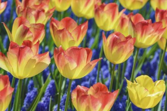 Rad and Yellow Tulips (shallow DoF) Keukenhof, Netherlands