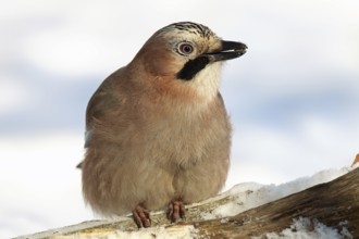 Eurasian jay, Garrulus glandarius