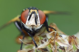Fly, Brachycera, portrait
