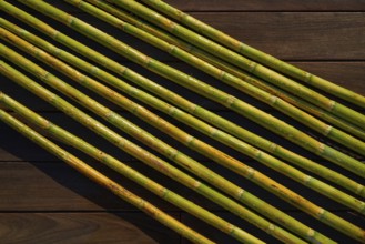 River canes green fresh for agriculture purposes in spain