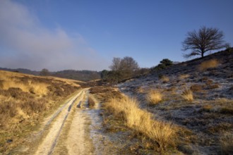 Sandy road near the Posbank in the Dutch National Park Veluwezoom near the village Rheden