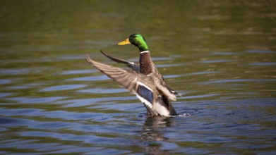 Wild Mallard Duck in a Pond, Color Image