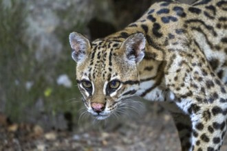 Ocelot (Leopardus pardalis), animal portrait, at night, Pantanal, inland, wetland, UNESCO Biosphere