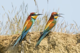 European Bee Eater (Merops Apiaster)