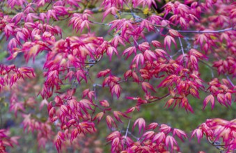 Fantastic redleaf Japanese maple: red leaves in Hasselt's Japanese garden as a backdrop., the
