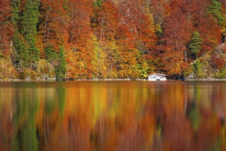 Trees with leaves in fall colors and a white wooden cottage, mirrored in the water of the Alpsee