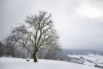Winter landscape with a big leafless tree, on a hilltop, surrounded by snow, under an overcast sky,