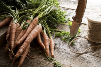 Bunch of unwashed carrots with leaves on a wooden vintage table
