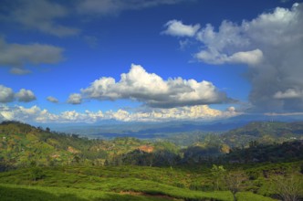 Beautiful mountain landscape with tea plantation in Sri Lanka