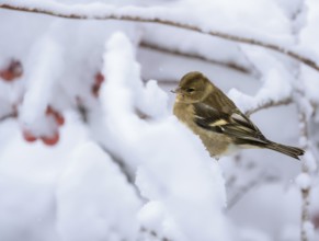 Closeup of a female chaffinch sitting on a snow covered tree