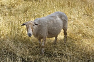 Domestic sheep (Ovis gmelini aries) on a dry meadow, Roermond, Netherlands