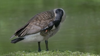 Close-up of a goose preening its feathers against a green background, Canada goose, (Branta