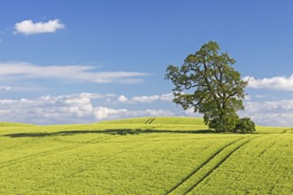 Field of barley with oak in the Holsteinische Schweiz in the district of Plön in