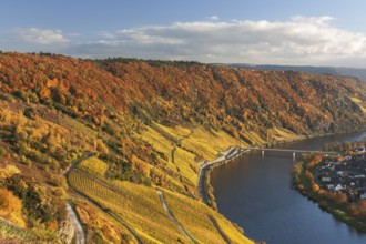 Moselle bend with vineyards in autumn foliage near Traben-Tarbach, district Wolf in