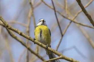 Blue tit on branch, Eurasian blue tit, (Cyanistes caeruleus)
