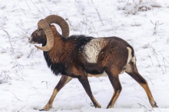 Mouflon Male in Winter Wild nature (ovis musimon)