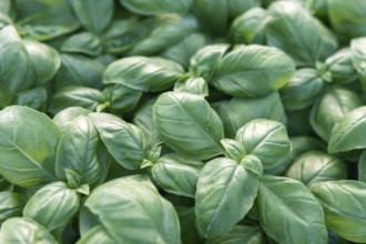 Fresh basil. Green basil. Green basil Food background. A lot of basil