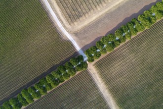 Aerial shot of a white road under two rows of pine trees in Tuscany Italy