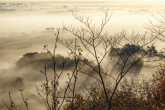 Tree branches with dawn fog in the valley