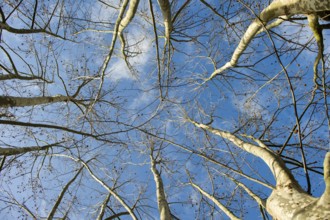 Presentation of plane trees taken in winter with blue sky
