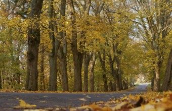 Wet autumn road, trees along the road with yellow leaves